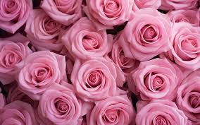 pink roses background free