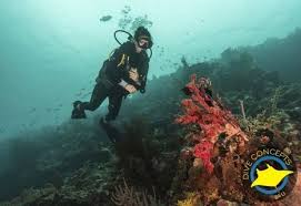 Join Best Scuba Diving Training In Canggu - Dive Concept