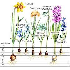 Plants that give off a show of early spring color are those that don't mind the cold. Bulbs