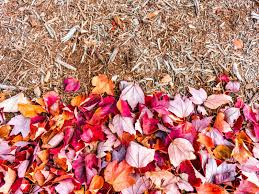 dried leaves as mulch tips on using