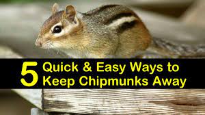 5 quick easy ways to keep chipmunks away