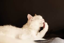 why do cats lick their paws after