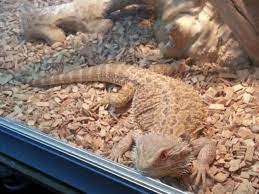 best substrate for bearded dragon 2024