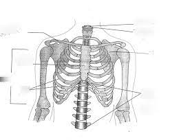 Axial skeleton — bones of the skull, vertebral column, thoracic cage. Milady Chp 6 Bones Of The Neck Shoulder And Back Diagram Quizlet