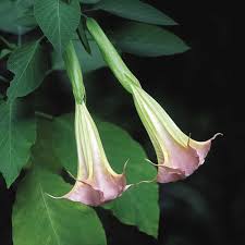 Key differences between the two are the flowers and the growth habit. Angels Trumpets Big Blooms With Unbeatable Fragrance Finegardening