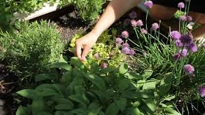 Herbs Garden Stock Footage Royalty