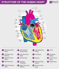 human heart anatomy functions and