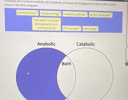 Anabolic And Catabolic Processe