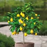 evde-limon-ağacı-yetişir-mi