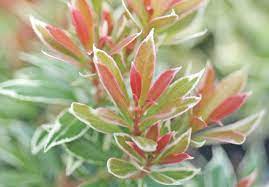 Evergreen Shrubs For Small Gardens