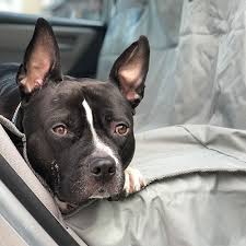 Dog Car Seat Covers Back Seat Dog