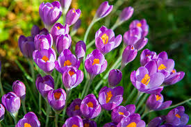 Spring Colour In Winter With Crocus Flowers
