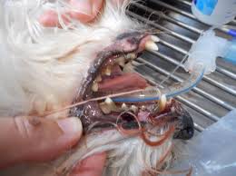 Cat tooth extraction is necessary if the tooth infection is likely to pass to the lungs or major organs through the blood. A Typical Dog Dental With Dental Pictures Burwood Vet Clinic