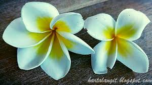 17 manfaat dan khasiat bunga kamboja putih untuk kesehatan. Khasiat Bunga Kamboja Kelopak Genap Harta Langit