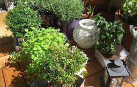 Easy Diy Balcony Herb Garden That