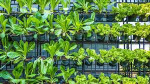 Plant In Your Vertical Vegetable Garden