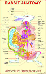 Rabbit Anatomy Science Charts