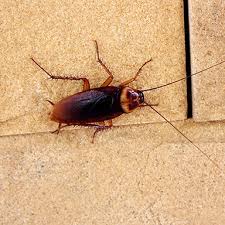 3 signs of a roach infestation valley