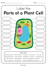 plant cell worksheets free printable