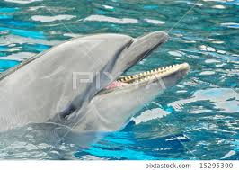 bottlenose dolphin teeth stock photo