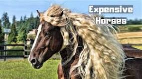why-are-horses-so-expensive