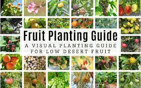 Arizona Fruit Planting Guide A Visual