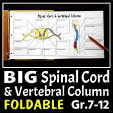 Polish your personal project or design with these spinal cord transparent png images, make it even more personalized and more attractive. Spinal Cord Vertebral Column Big Foldable For Interactive Notebook Or Binder