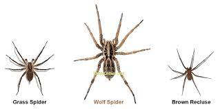 How To Get Rid Of Wolf Spiders And