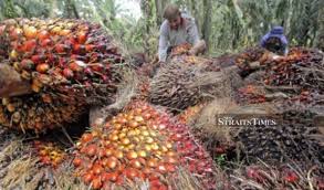 Rbd palm oil, palm oil supplier, pa. Cpo Price Hits Near 3 Year High