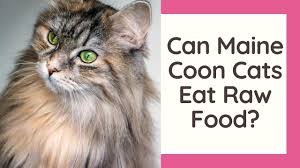 can maine cats eat raw food you
