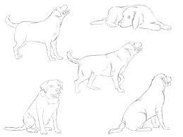 how to draw a dog step by step guide