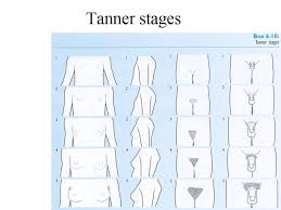 Tanner Stages Charts Slide 19 Of 27 Family Nurse