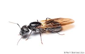 biology and control of carpenter ants