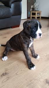 Advice from breed experts to make a safe choice. Boxer Puppies For Sale In Ga Petswall