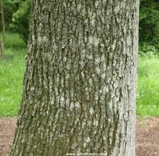 78 Unusual Tree Bark Chart