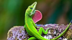 Image result for reptiles