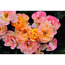 flower carpet r rose amber