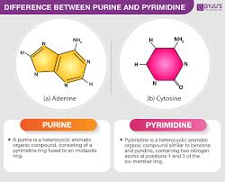 Difference Between Purines And Pyrimidines An Overview