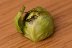 Is it OK to eat old brussel sprouts?