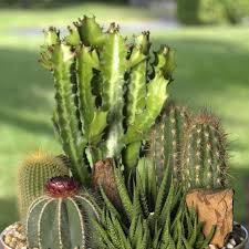how to plant a cactus container garden