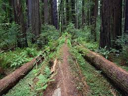 Grizzly creek redwoods state park is a state park of california, united states, harboring groves of coast redwoods in three separate units a. Grizzly Creek Redwoods State Park California
