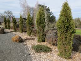 We have 5 trees along our front yard. Arborvitae Stands Tall As A Low Maintenance Hedge Plant Something Oregon