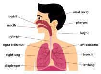 Search Results For Respiratory System Clip Art Pictures