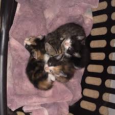 The hidden gem of free kittens near me if there isn't anyone to help, you can try out working with your dog if you've got a friend available that could help. Find More Free Kittens For Sale At Up To 90 Off