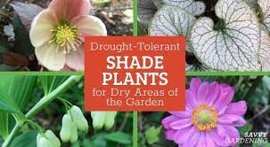 Drought Tolerant Shade Plants Options