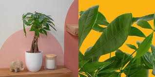 22 best indoor plants low light and