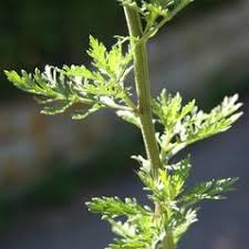 Achillea ligustica (Ligurian yarrow): Go Botany