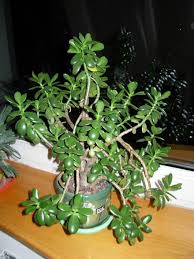 money plant jade plant crula