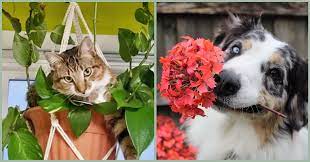 Keep Cats And Dogs Out Of Houseplants