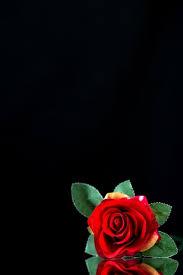 single red rose black background images